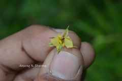 Chamaecrista auricoma